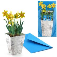 3D Daffodil Card